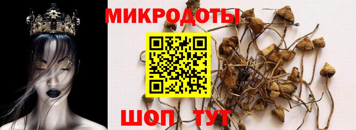 Галлюциногенные грибы Cubensis  Вход с VPN  Камышлов 